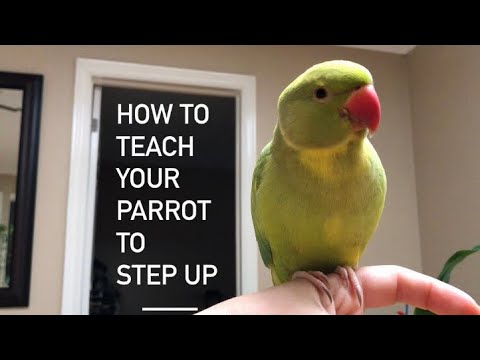 How to teach your Parrot to Step Up   (step by step, on how to)